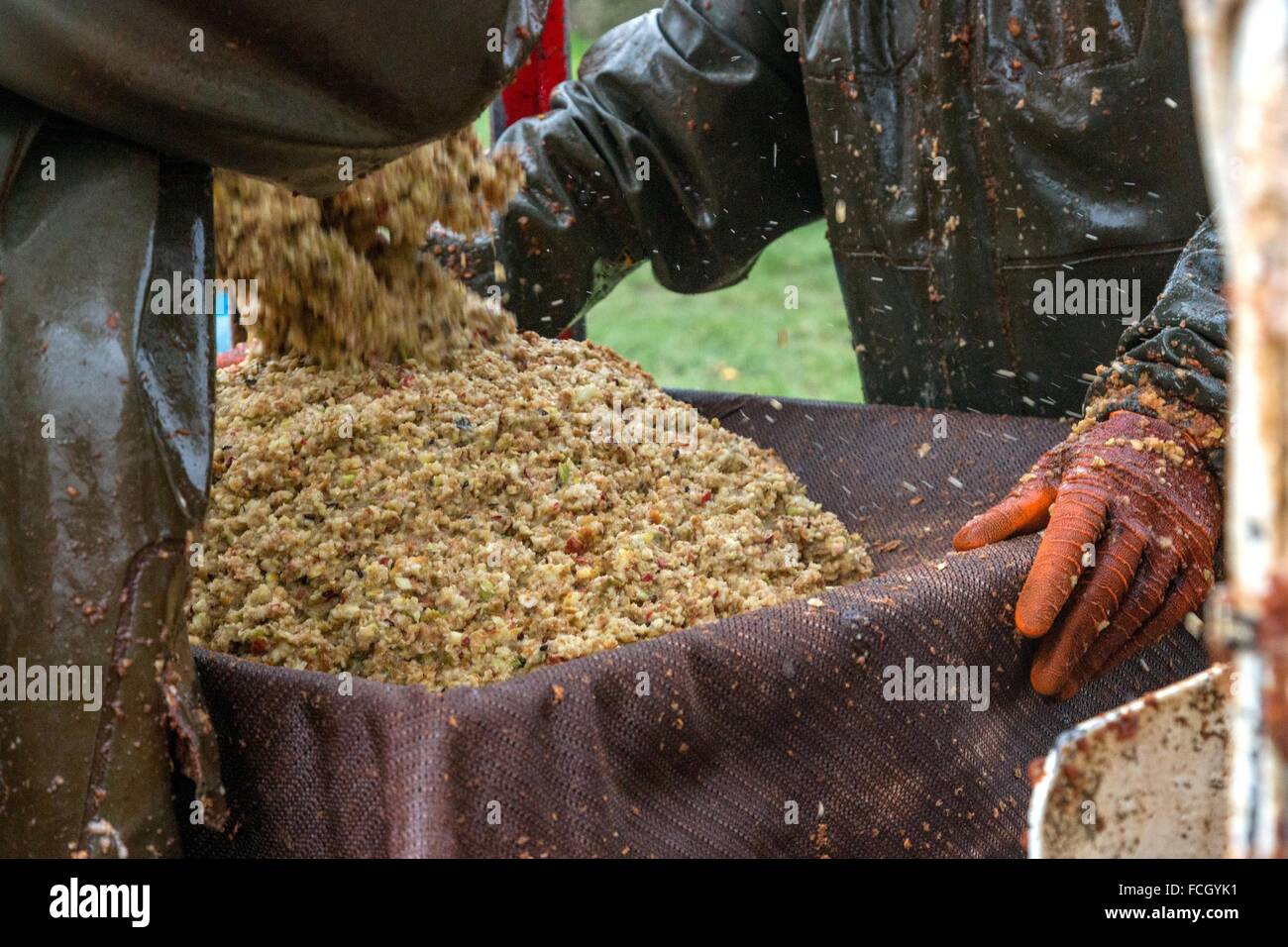 FILLING BURLAP BAGS WITH CRUSHED CIDER APPLES BEFORE PRESSING, THE MAKING OF FARM CIDER, CLAUDE COURBE'S FARM, RUGLES (27), FRAN Stock Photo