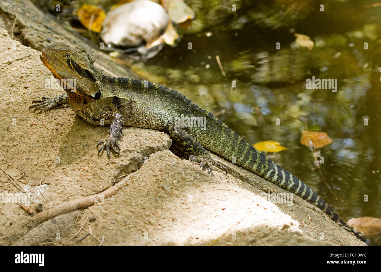 Australian eastern water dragon lizard, Physignathus lesueurii with orange throat on rock beside water in the wild in city park Stock Photo