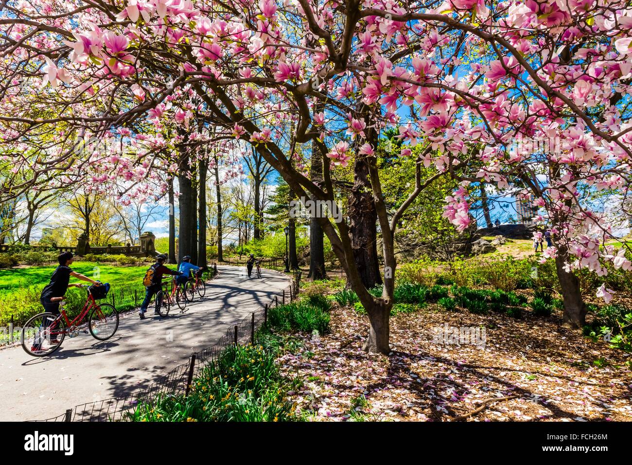Trees And Flowers In Bloom In Central Park In Springtime New York New York Usa Stock Photo Alamy