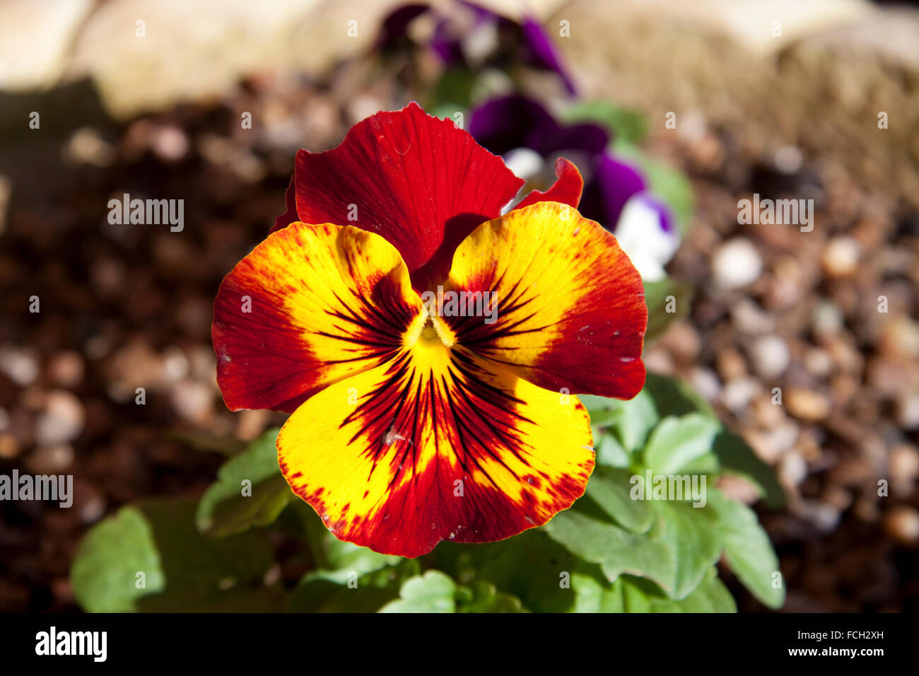 Pansy (Viola tricolor ) Stock Photo