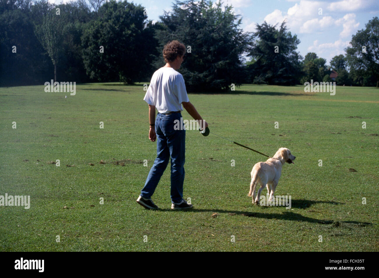 Golden Retriever Training Lead Walking In Park Stock Photo - Alamy