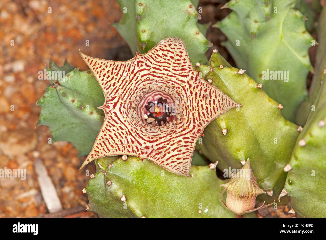 Unusual star shaped flower, bud and green stems of South African succulent plant Huernia loeseneriana Stock Photo