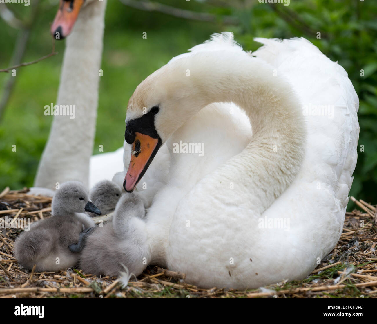 Mute swan with it's cygnets at the Swannery at Abbotsbury in Dorset, England Stock Photo
