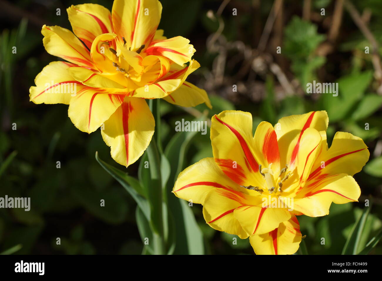 Double tulip. Tulipa Monsella. Yellow-red tulip. Stock Photo
