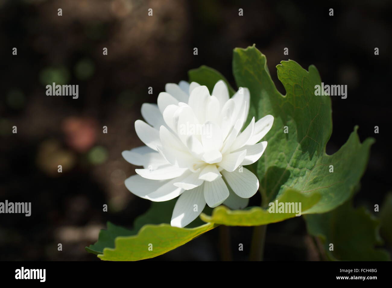 White flower. Sanguinaria canadensis Flore multiplex 'Plena',  bloodwort, redroot, red puccoon, pauson Stock Photo