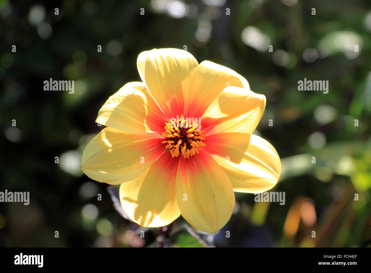 Dahlia Flower  (Dahlia pinnata Cav) Stock Photo