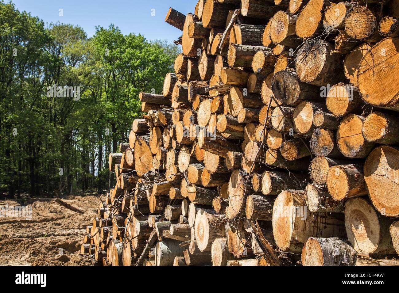 ILLUSTRATION OF FIREWOOD FOR HEATING Stock Photo