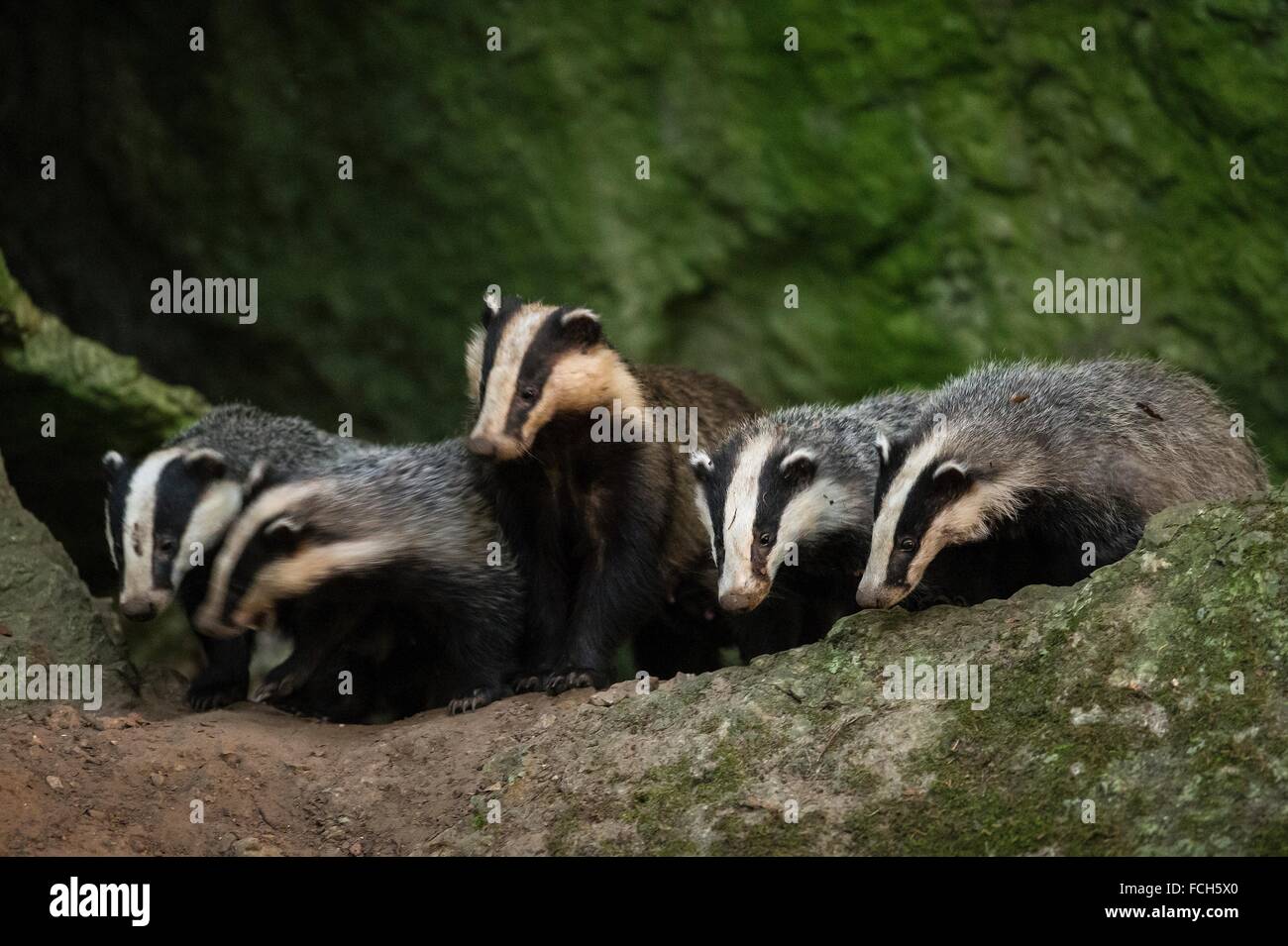 Badger (Meles meles), family with cubs, Bavaria, Germany Stock Photo - Alamy