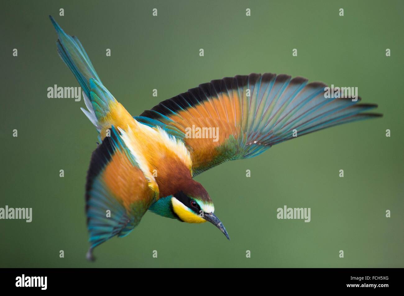 Bee-eater (Merops apiaster), flying, Bulgaria. Stock Photo
