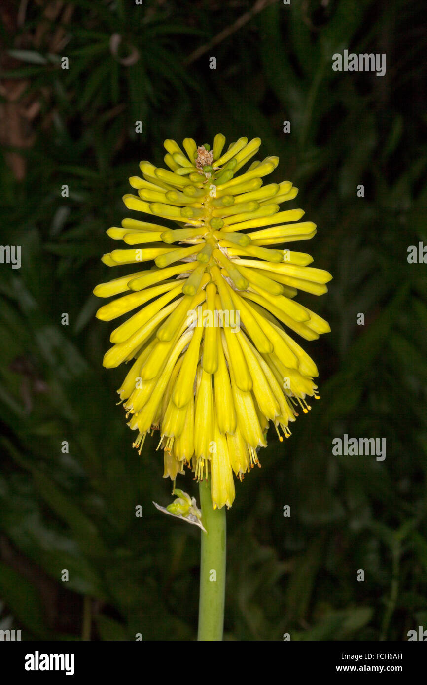 Spike of unusual vivid yellow flowers of Kniphofia, red hot poker, 'Lime Light' , on dark background Stock Photo