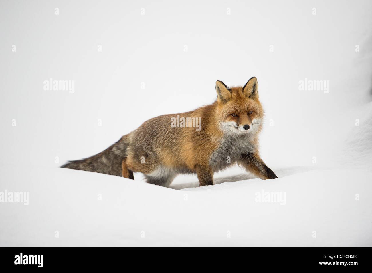Fox (Vulpes vulpes) in snow, winter fur, National Park Gran Paradiso, Italy. Stock Photo