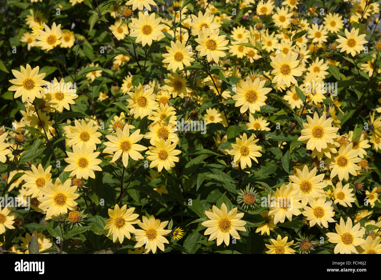 Yellow Daisies Bellis Perennis Stock Photo Alamy
