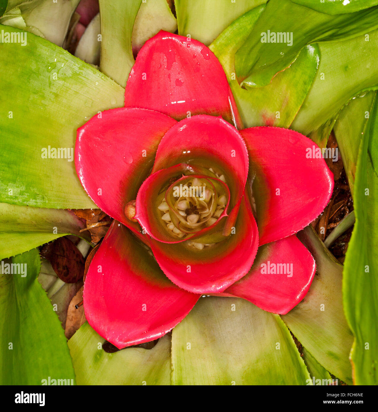 Vivid red bracts and tiny flowers of bromeliad, Nidularium innocentii with light green leaves Stock Photo