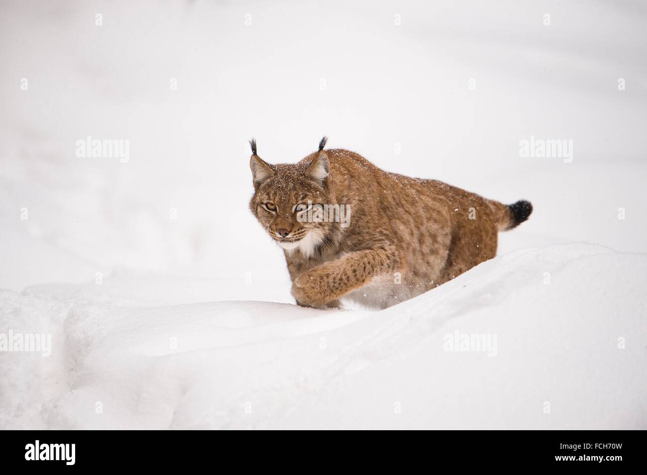 Lynx (Lynx lynx) stalking in deep snow, National Park Bayerischer Wald ...