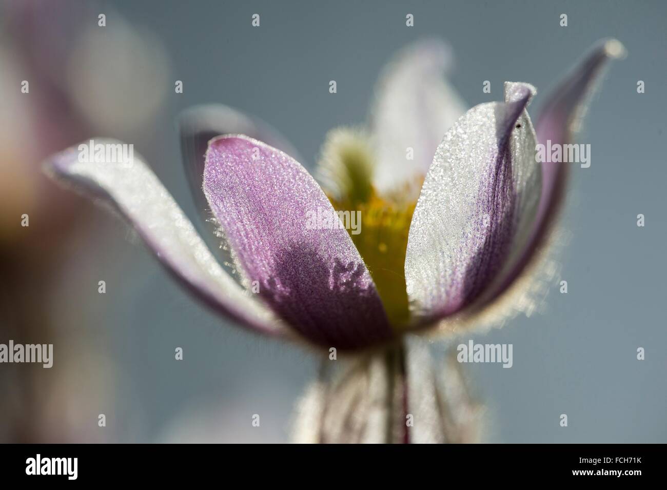 Spring pasqueflower (Pulsatilla vernalis), Arctic violet, Bavaria, Germany. Stock Photo