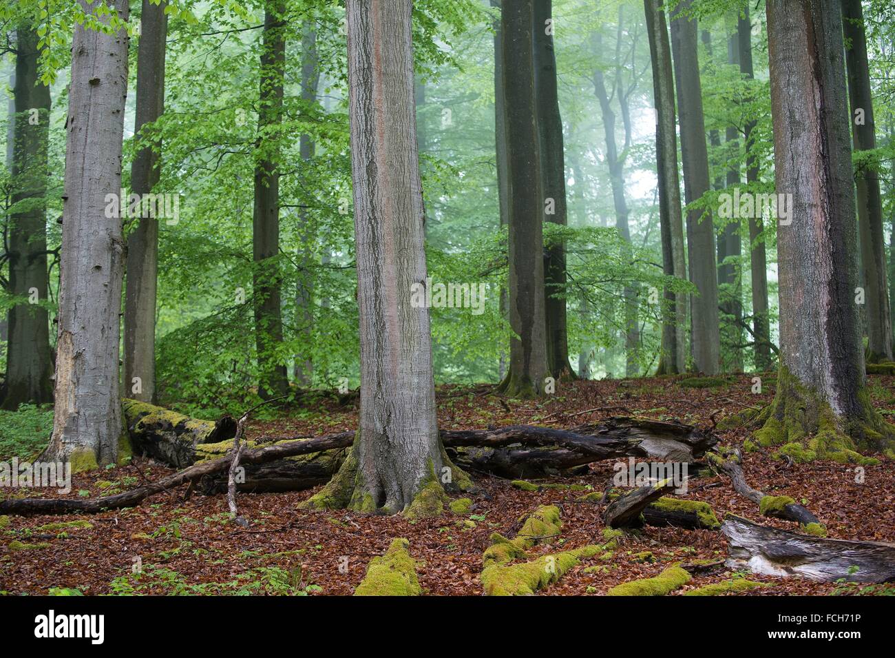 Steigerwald Steigerwald Nature Park High Resolution Stock Photography and Images ...