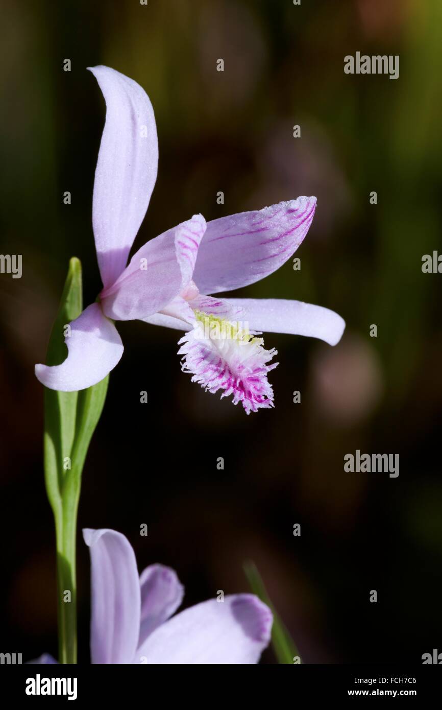 Rose Pogonia Pogonia ophioglossoides in bloom. The Pogonie belongs to the orchid family - Endemic in eastern North America.. Stock Photo