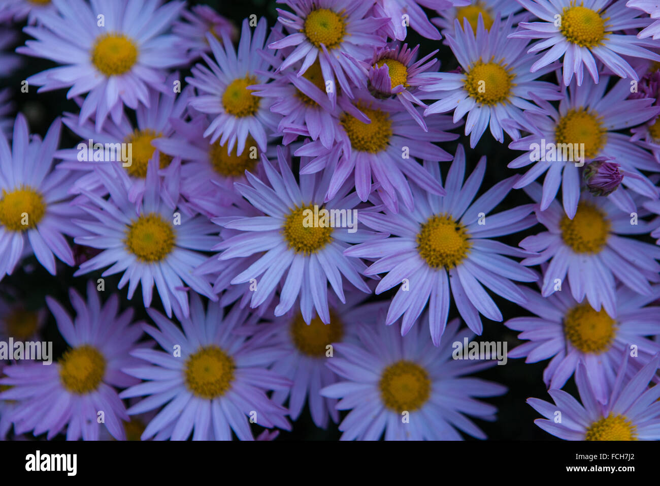 purple mums in full bloom Stock Photo Alamy