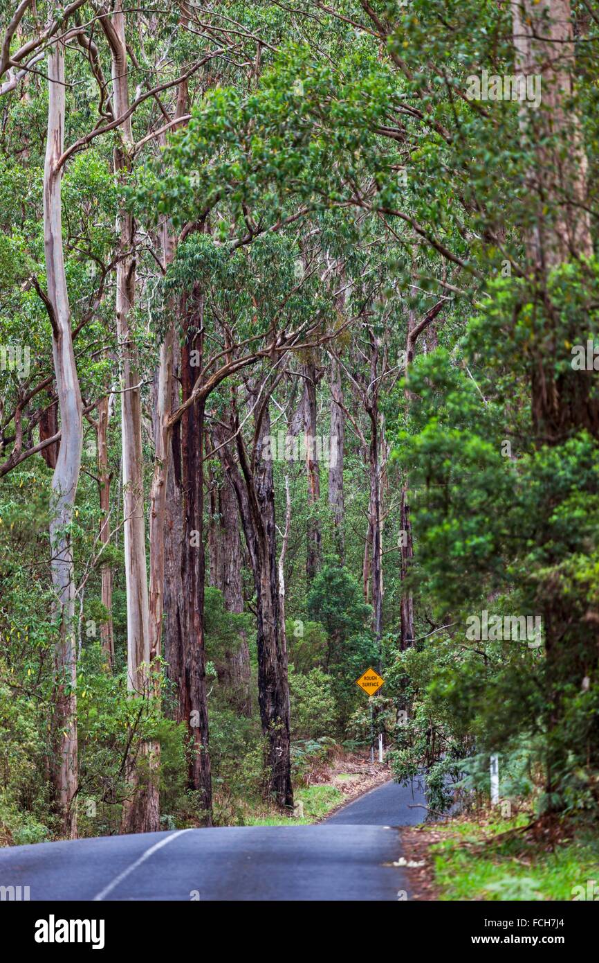 Eucalyptus trees (Eucalyptus obliqua) line the Otway Lighthouse Road in