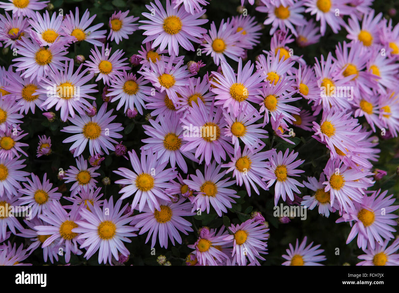 purple mums in full bloom Stock Photo Alamy