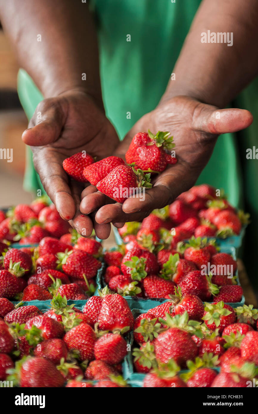 Strawberries at the Farmers Market Stock Photo Alamy