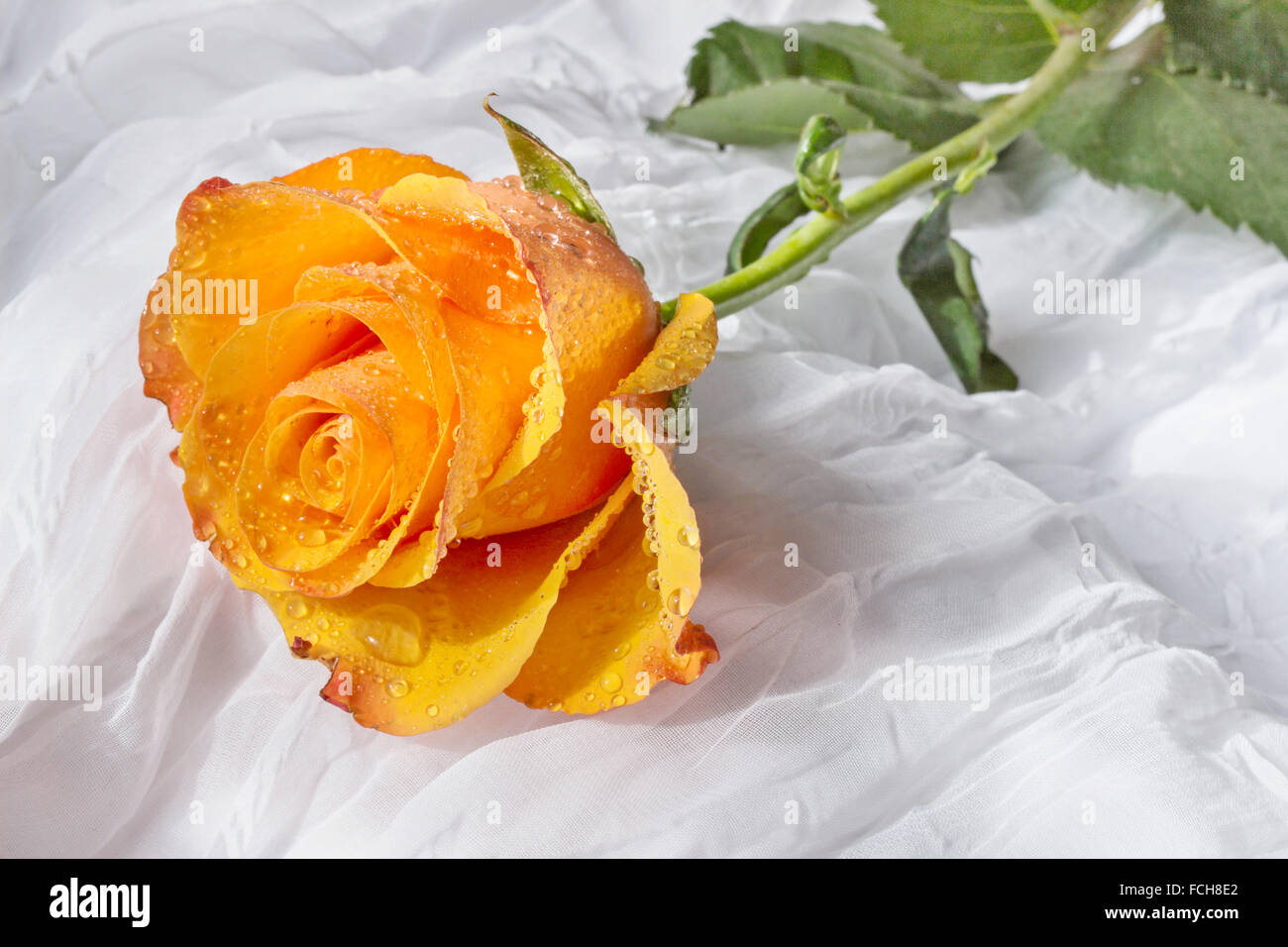 Orange rose water drops white hi-res stock photography and images - Alamy, image size:1300x956