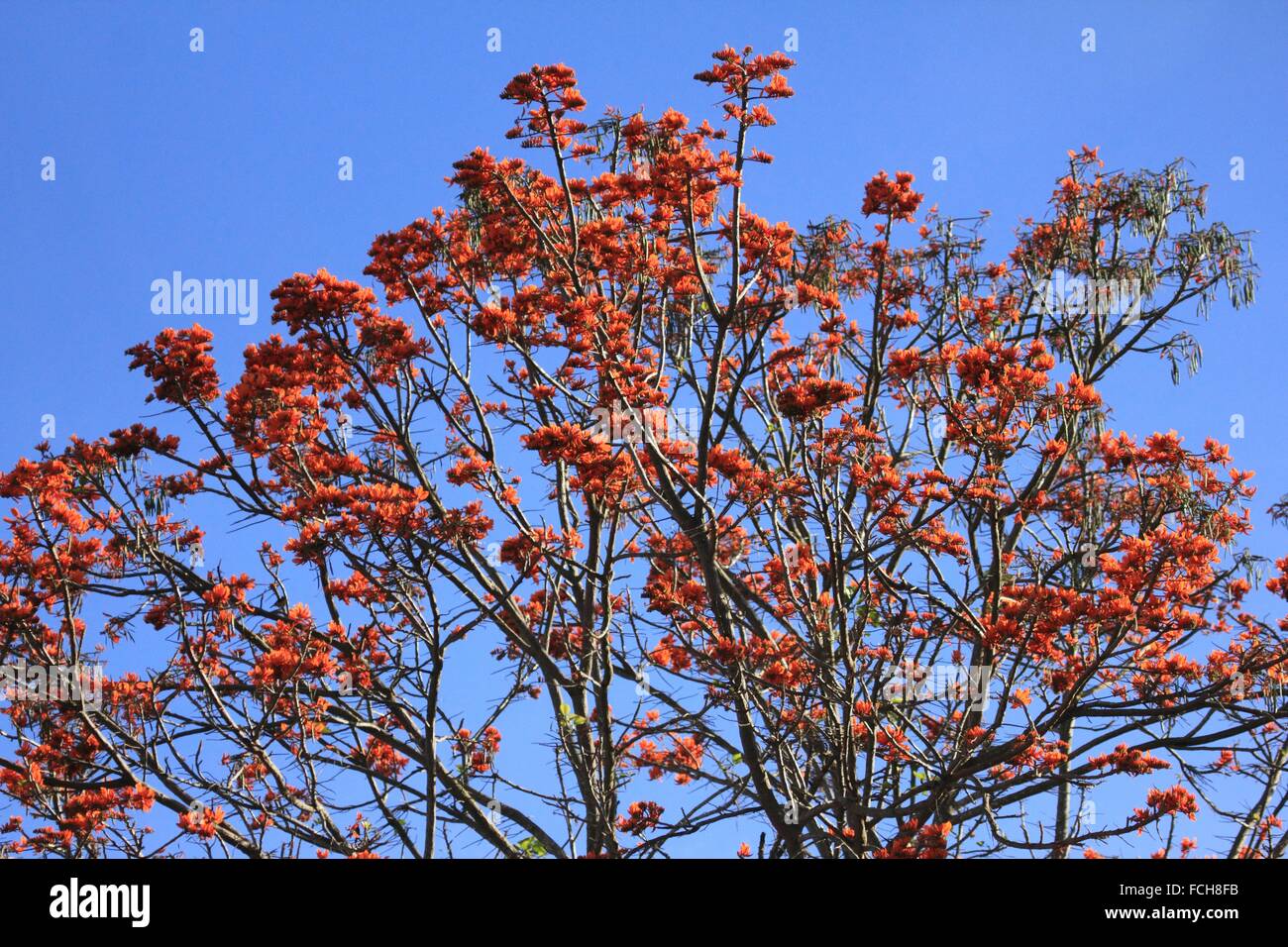 Erythrina poeppigiana, Bucare, Venezuelan tree Stock Photo Alamy
