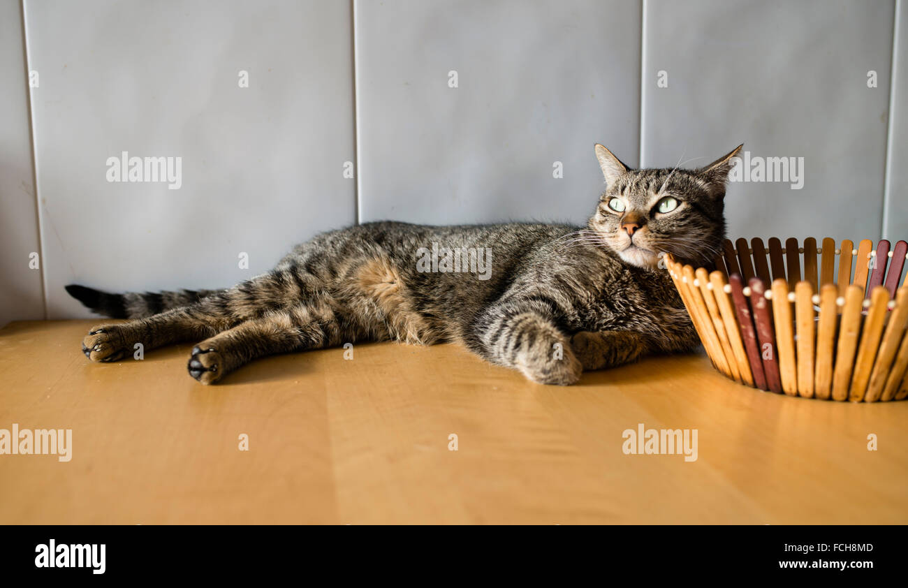 Tabby cat relaxing at home Stock Photo - Alamy