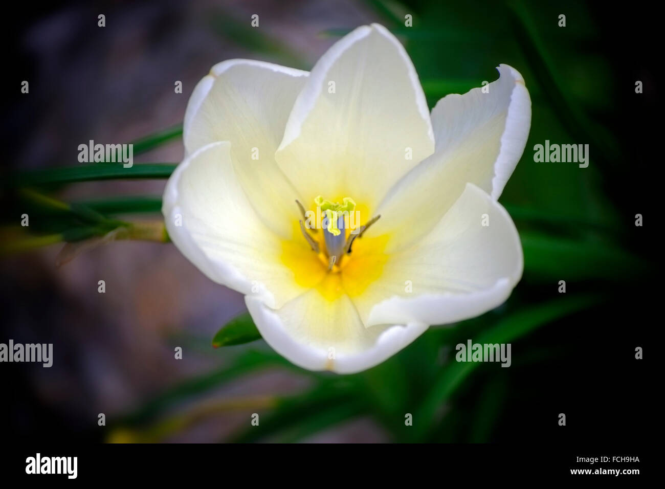 Beautiful Tulips in an Irish Garden, Meath, Ireland Stock Photo - Alamy