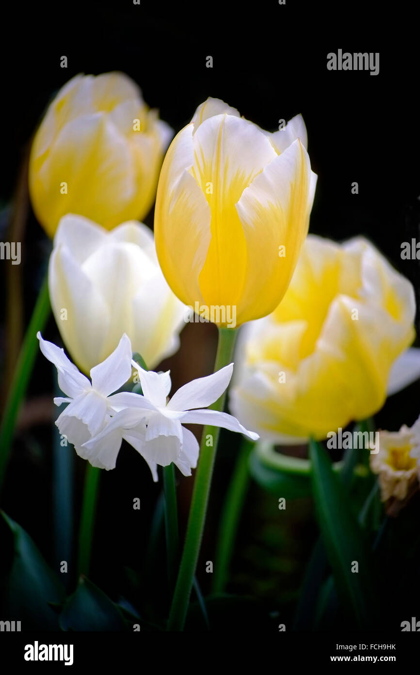 Beautiful Tulips in an Irish Garden, Meath, Ireland Stock Photo