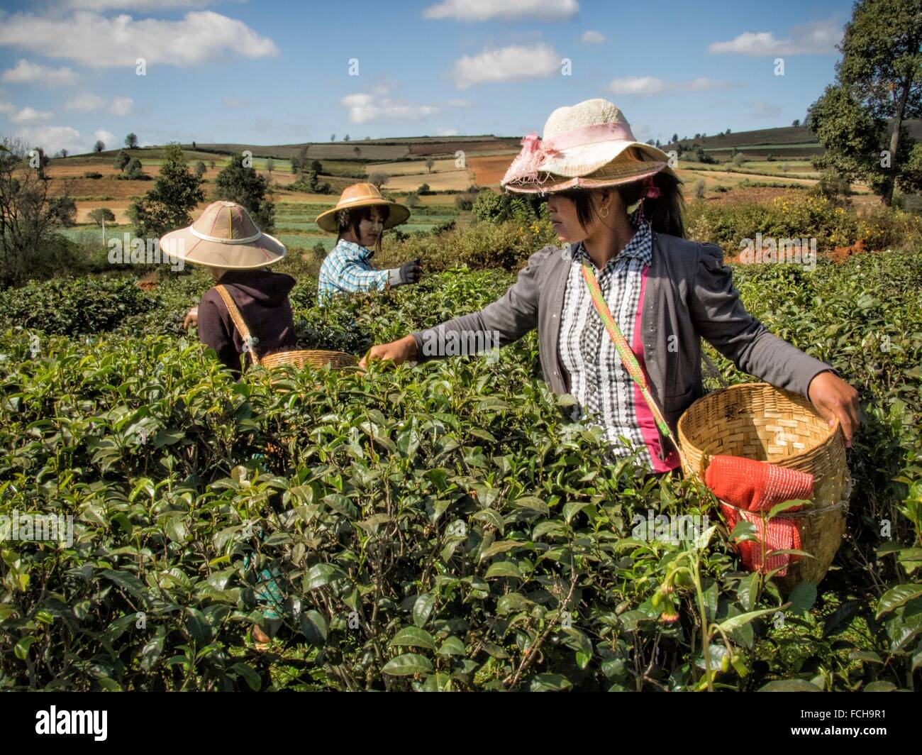 Myanmar tea hires stock photography and images Alamy
