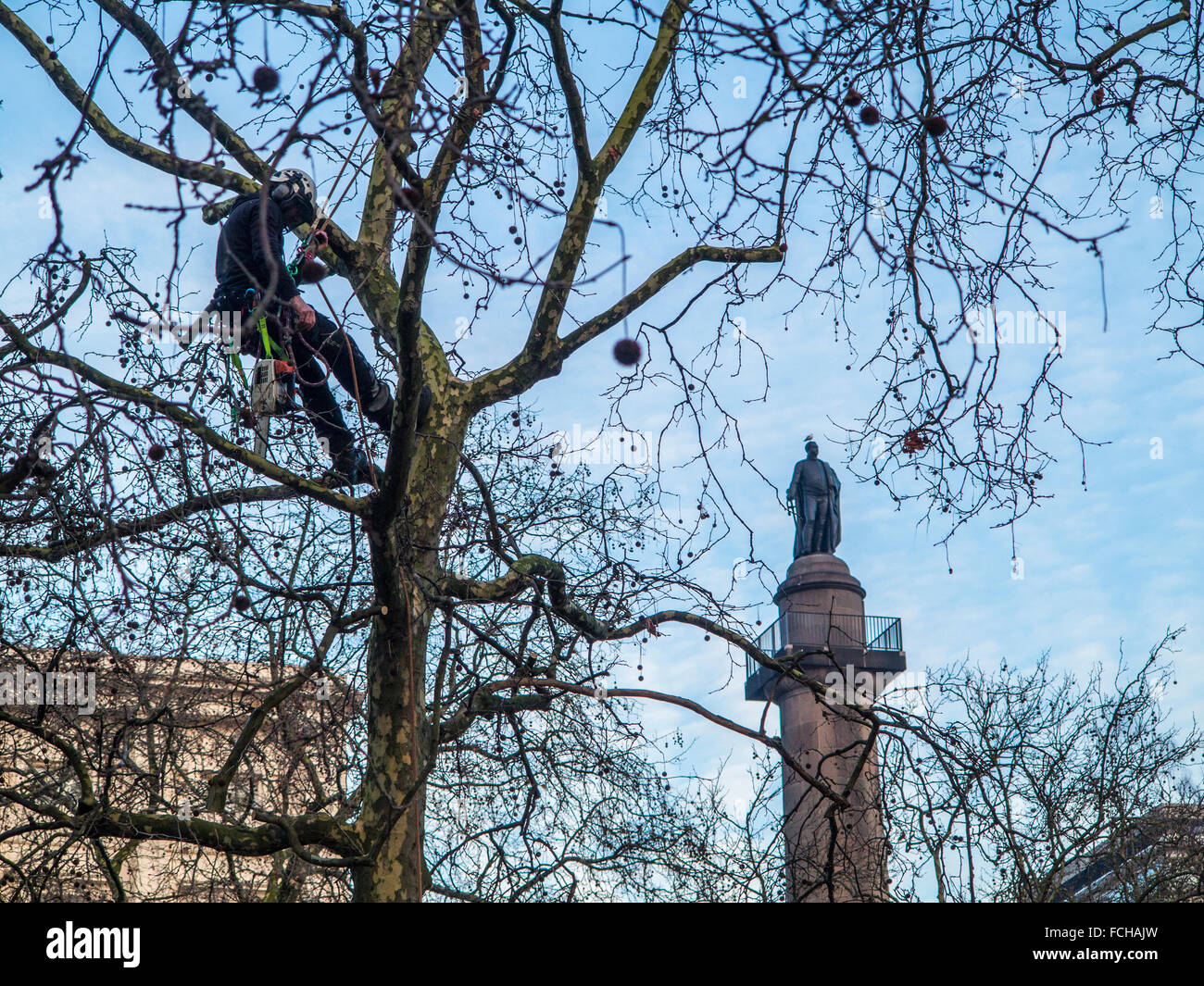 A tree surgeon at work in St James's Park London with duke of york ...