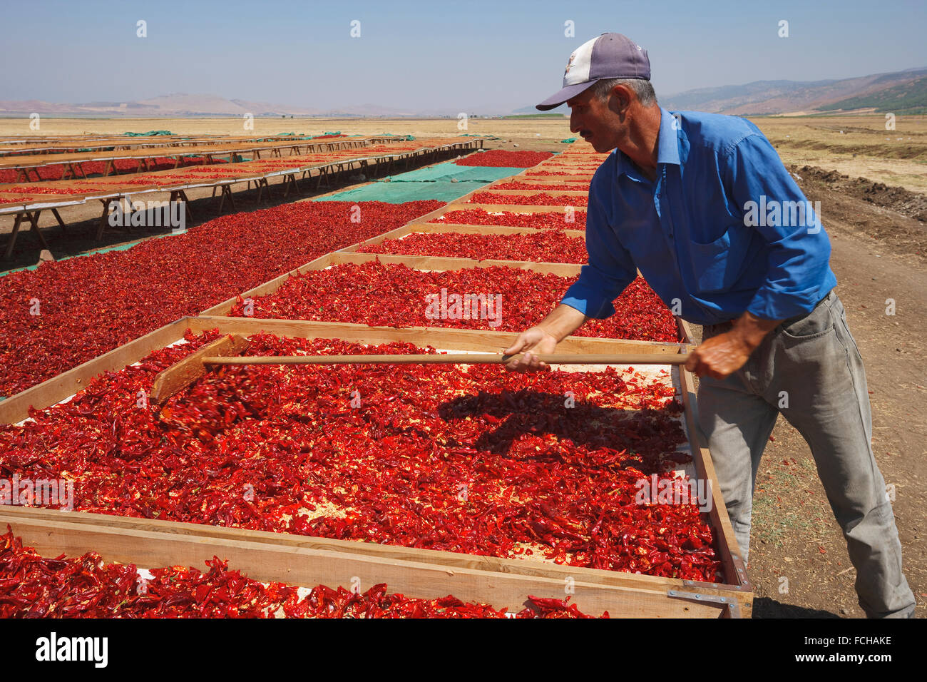 Man airing red peppercorns, sun-dried, southeast Anatolia, Turkey Stock Photo