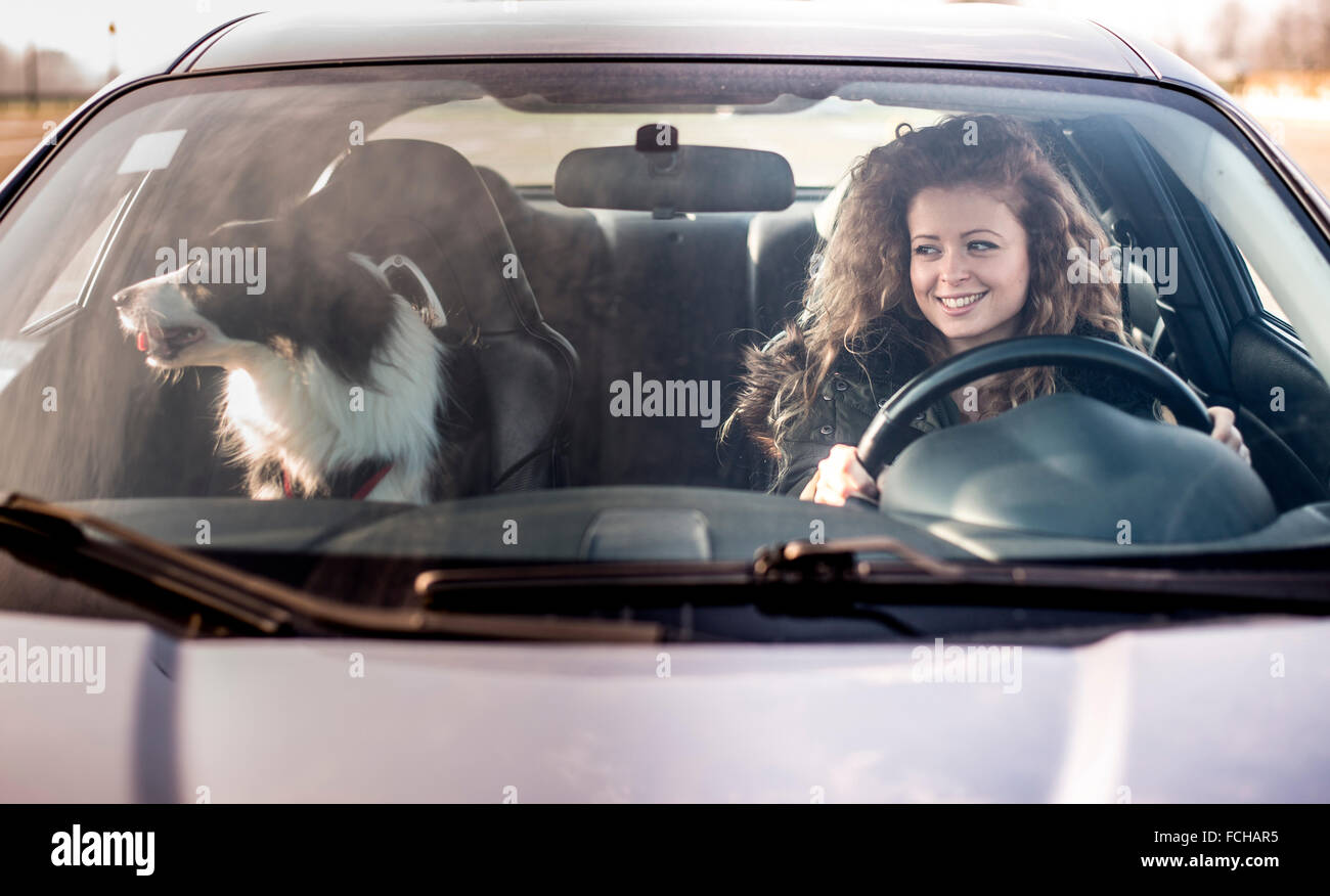 Dogs sitting in front seat of car top