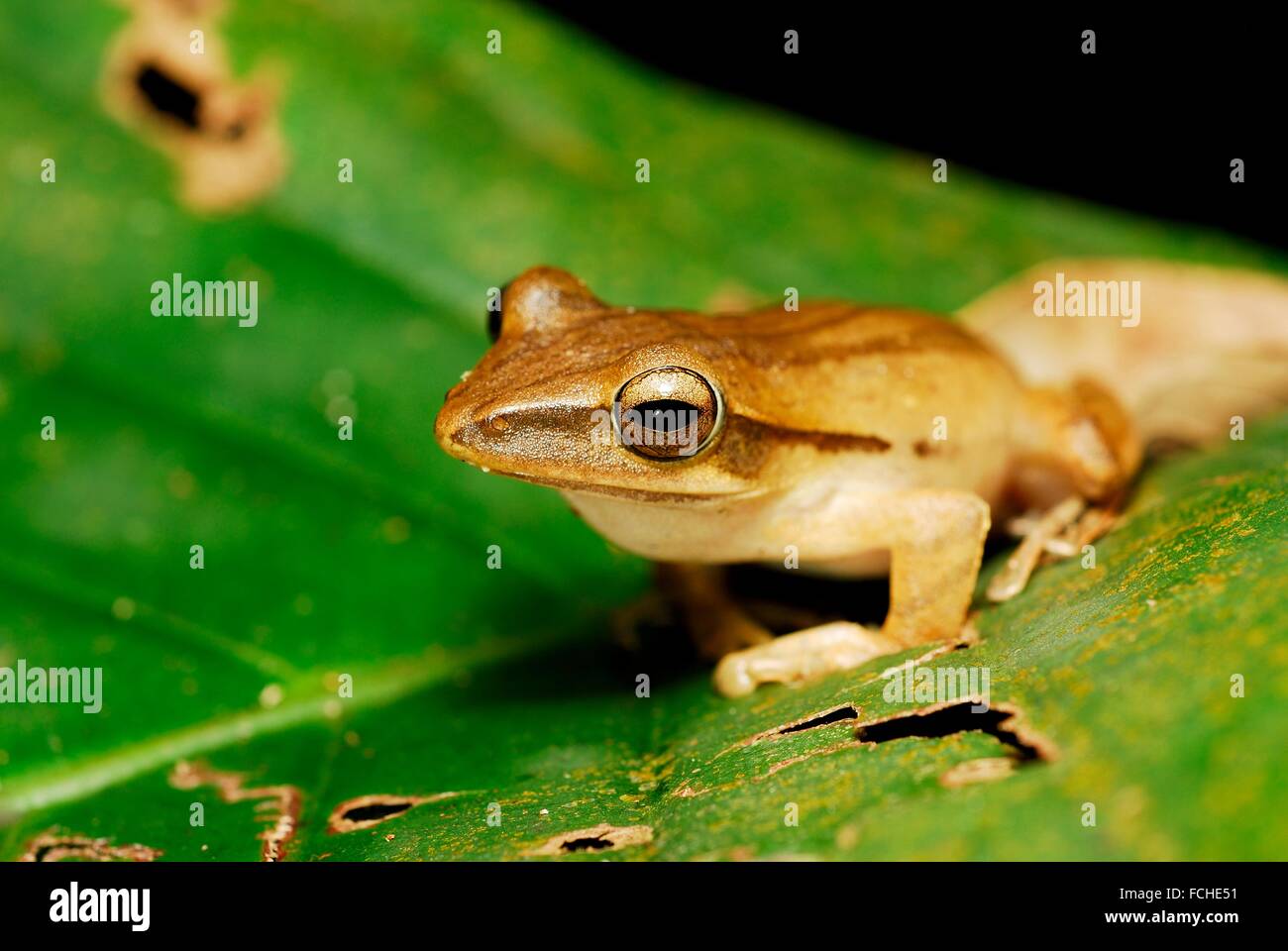 Four-lined Tree Frog (Polypedates leucomystax) in Kubah, Sarawak, Malaysia, Borneo. Stock Photo
