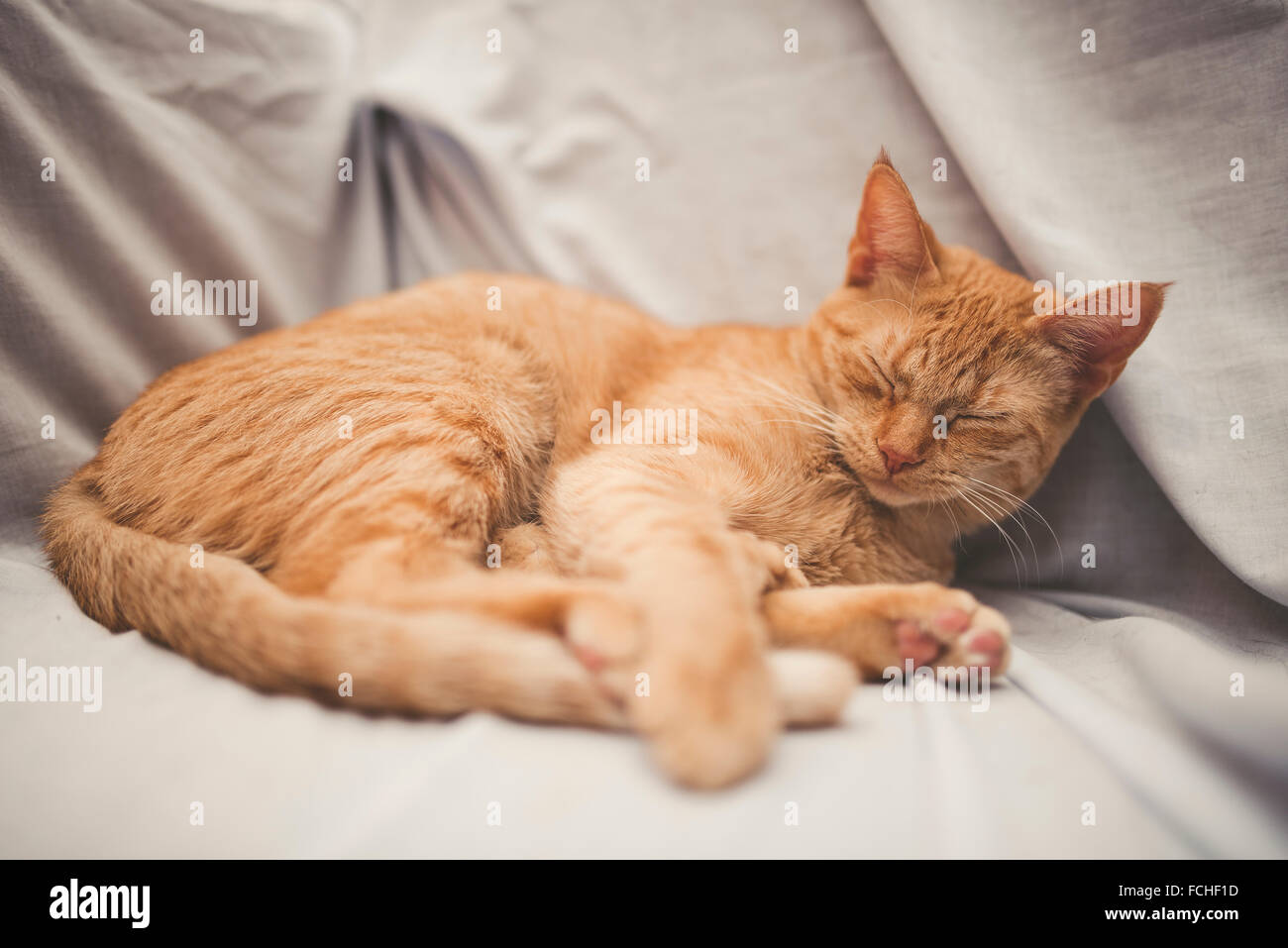 Rad tabby cat sleeping on a blanket at home Stock Photo