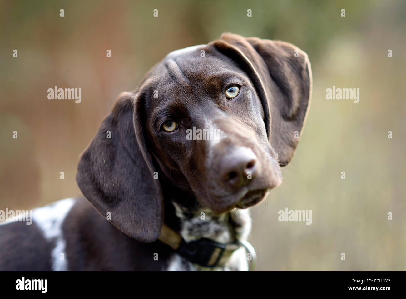 German shorthaired pointer Stock Photo