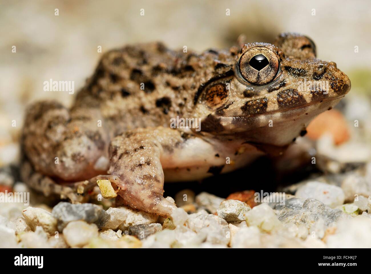 Frog crab hires stock photography and images Alamy