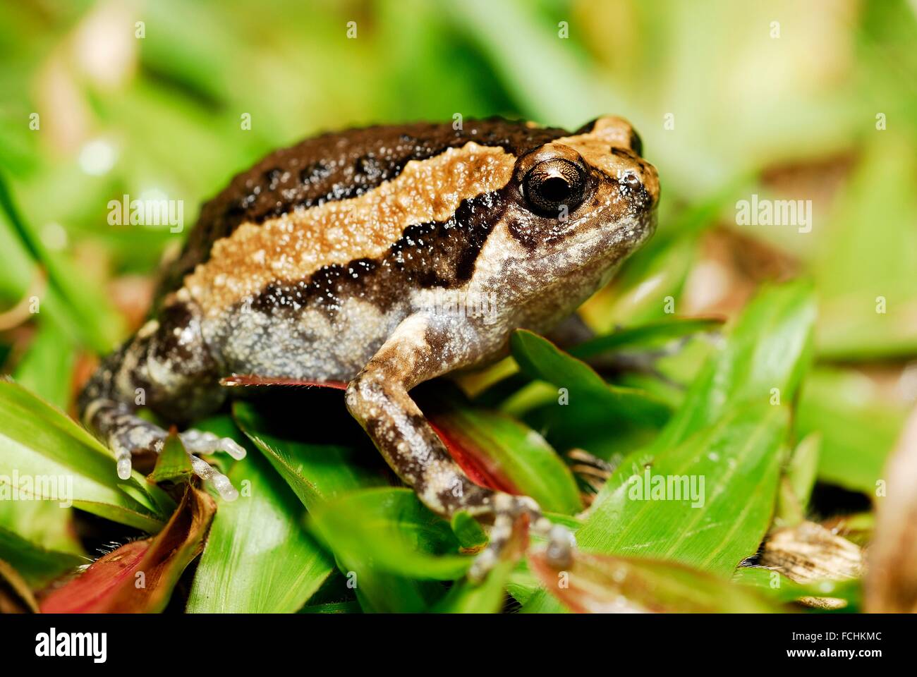 Banded bullfrog (Kaloula pulchra) in a garden of Cherating, Pahang