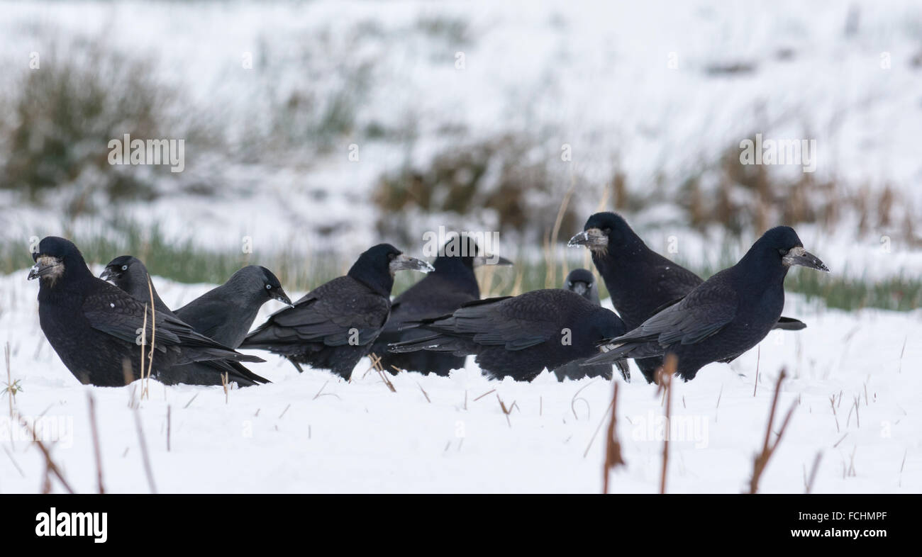 Parliament of Rooks Stock Photo - Alamy
