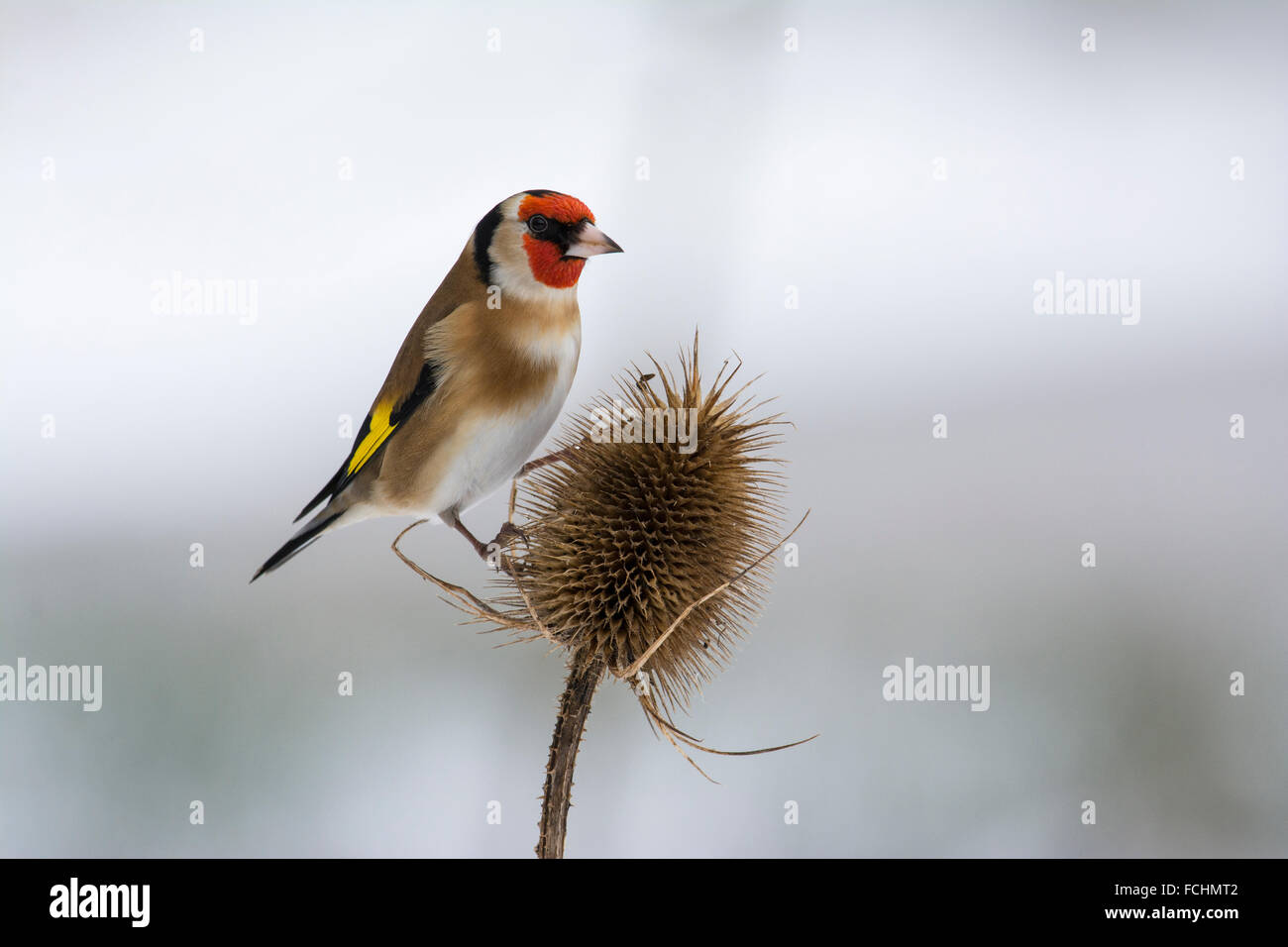 Goldfinch on Teasel Stock Photo - Alamy