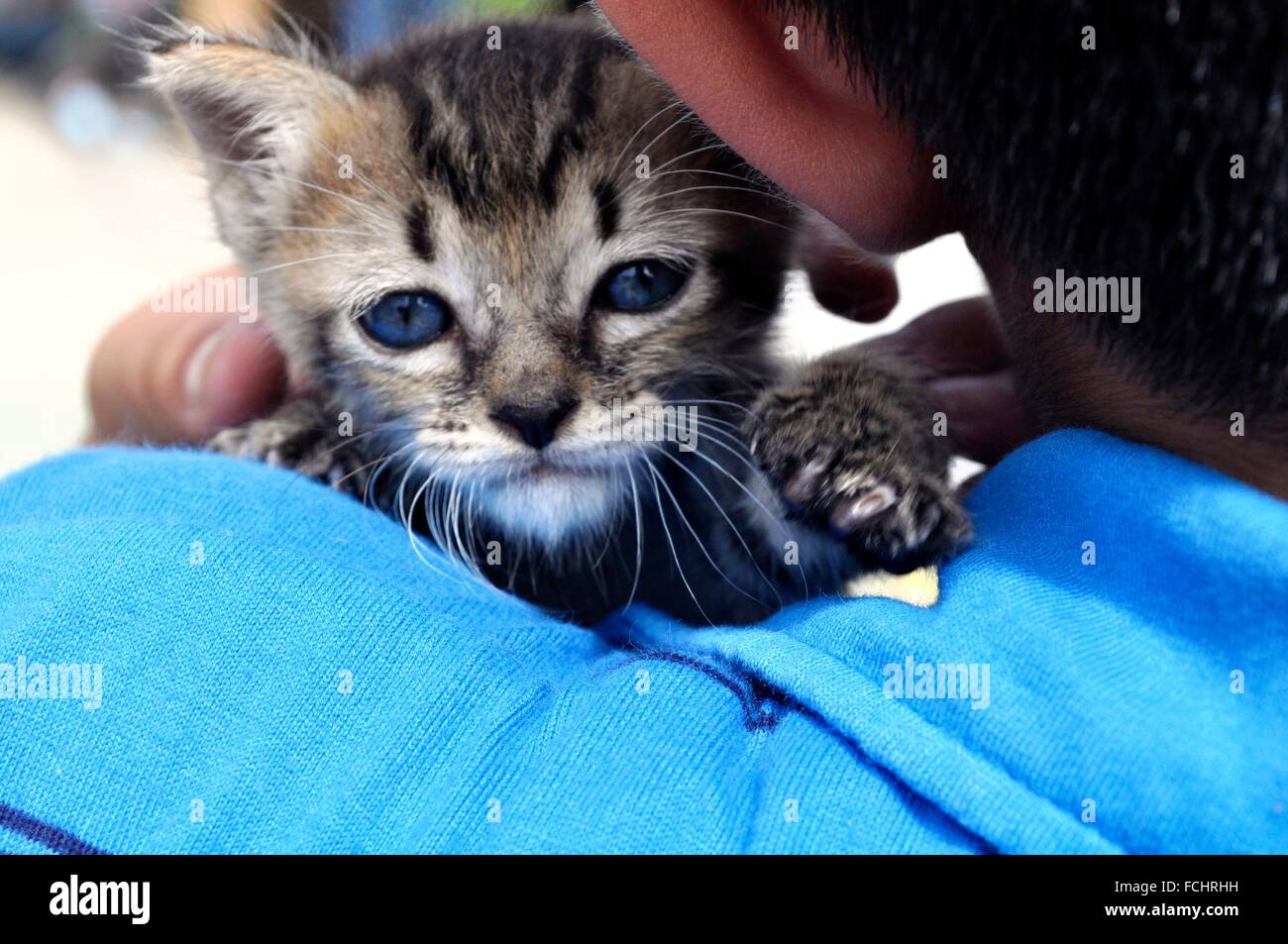 Okinawa stray hires stock photography and images Alamy