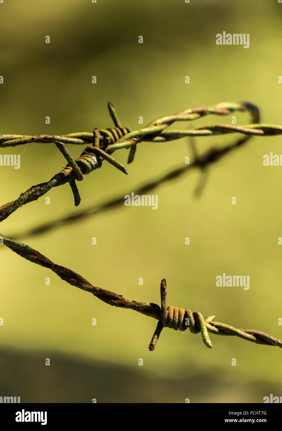 Barbed wire in Asturias, Spain Stock Photo Alamy