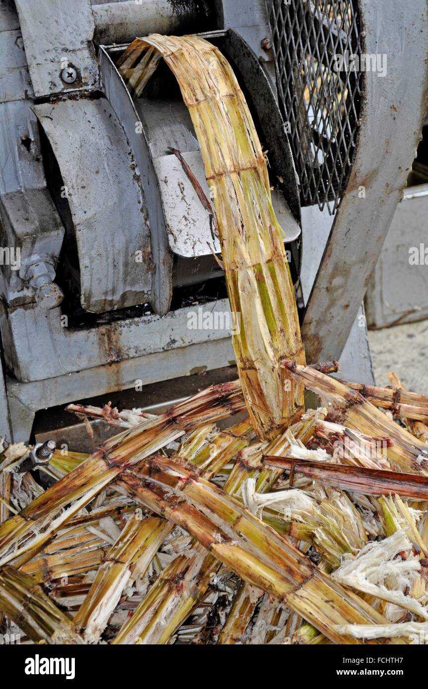 Ishigaki, Okinawa, Japan squeezing sugarcane to get the juice to make