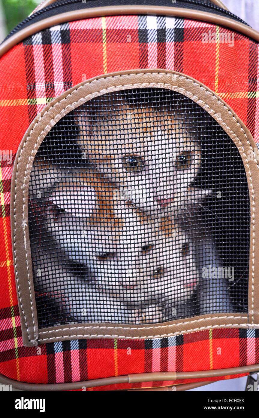 Okinawa stray hires stock photography and images Alamy