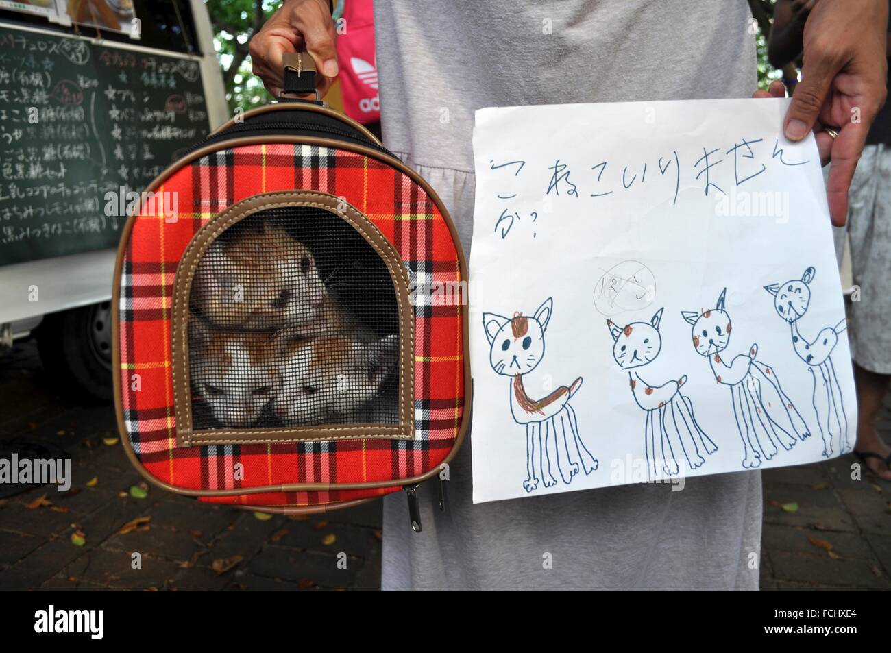 Naha, Okinawa, Japan stray cats available for adoption Stock Photo Alamy