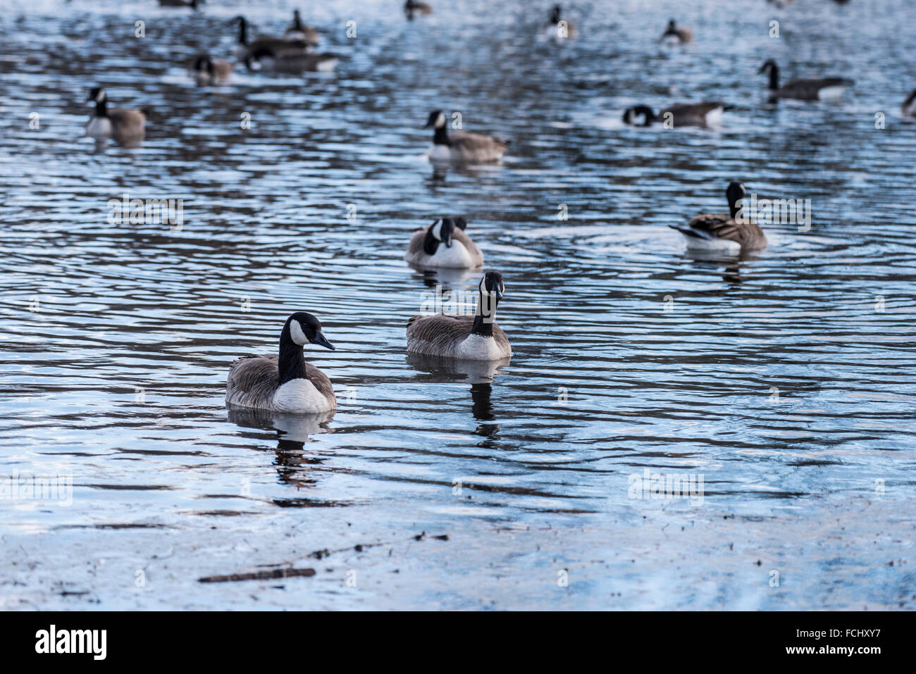 Geese Swimming in the Tidal Basin in Washington DC Stock Photo Alamy