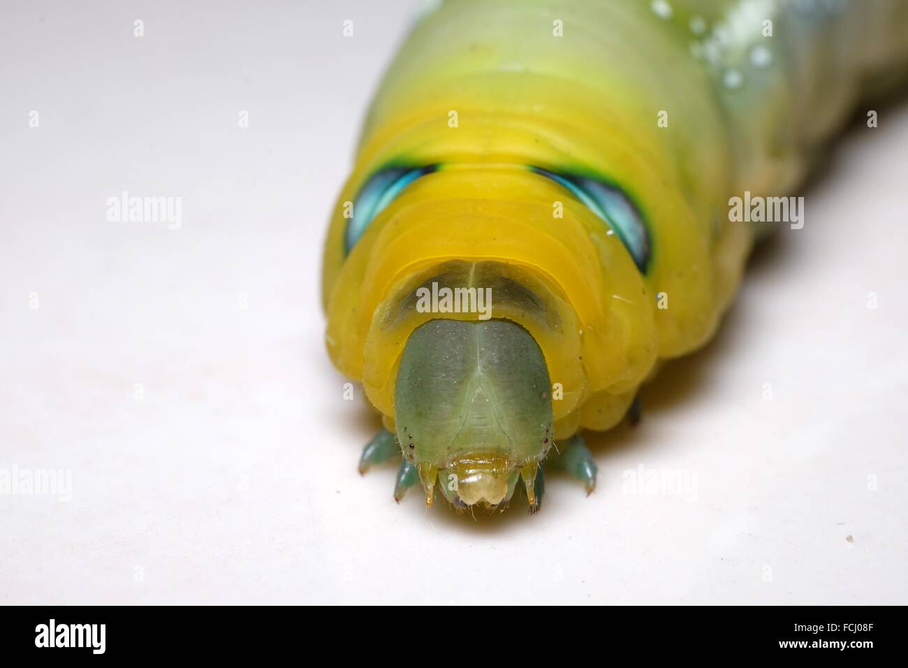 Caterpillar malaysia hires stock photography and images Alamy