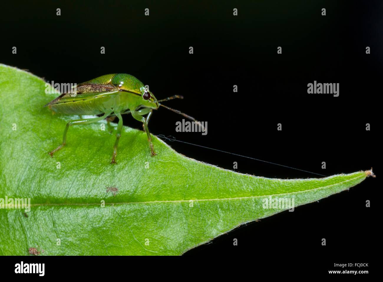 Beetle Image Taken At Kampung Skudup Sarawak Malaysia Stock Photo