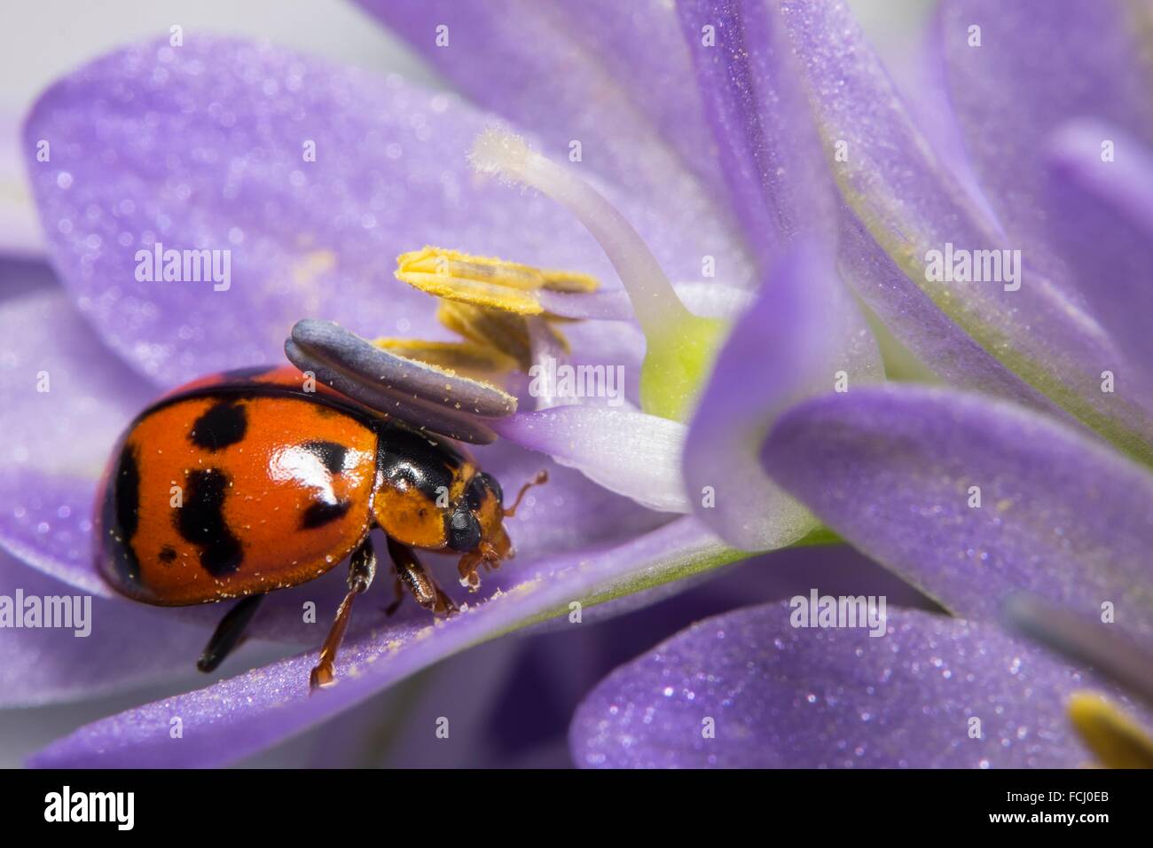 Ladybird Image Taken At Kampung Skudup Sarawak Malaysia Stock Photo Alamy